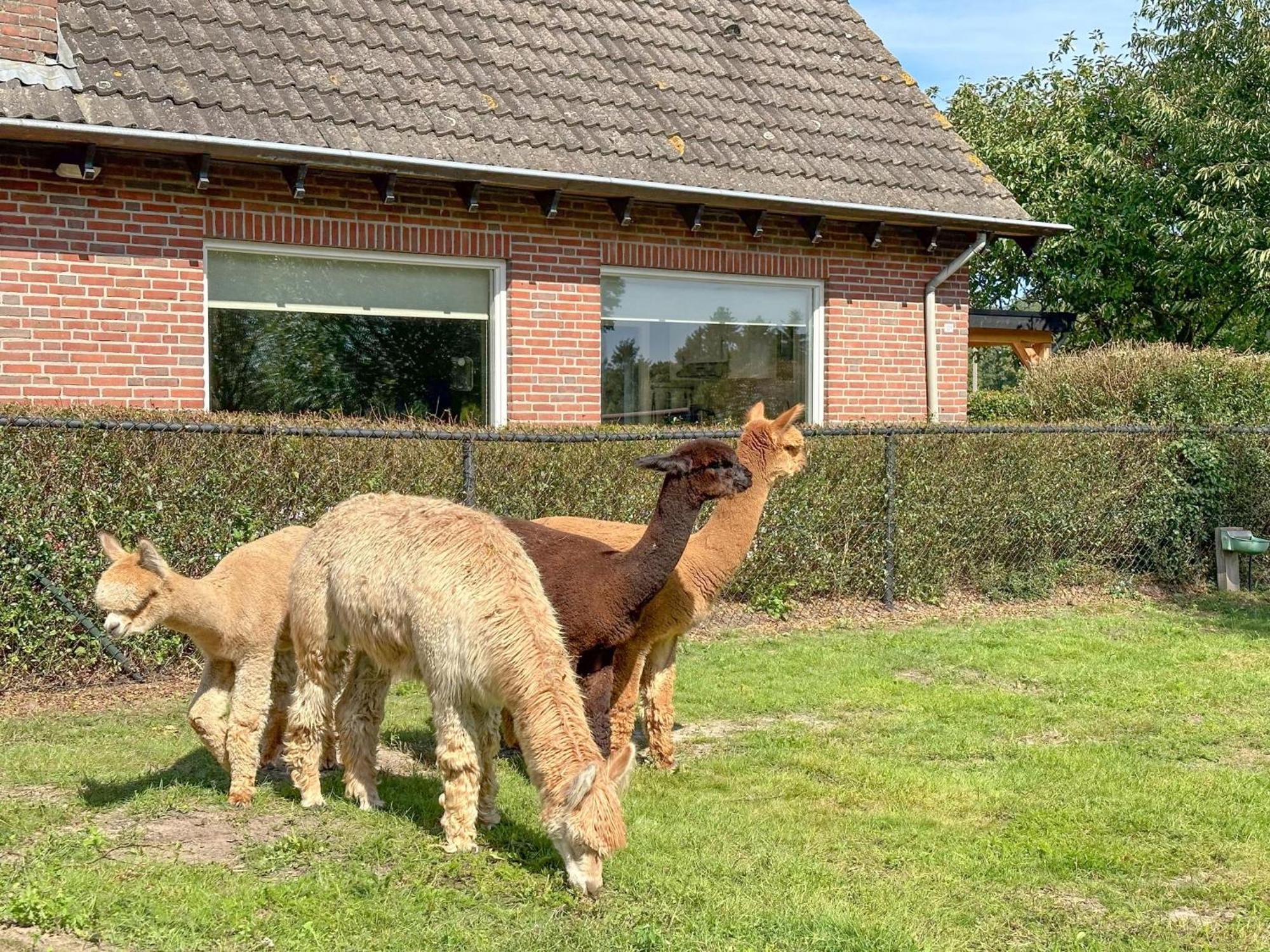 Alpacafarm Vorstenbosch Exterior foto