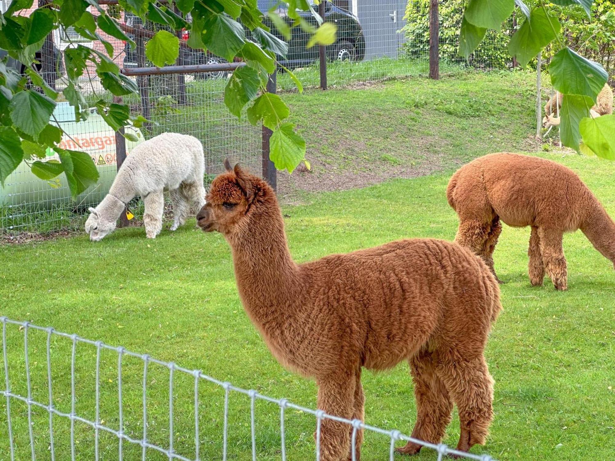 Alpacafarm Vorstenbosch Exterior foto